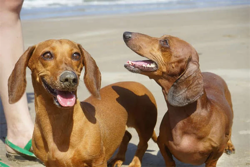 犬の性格は犬種だけでは決まらない【研究データで解説】私たちが知っておきたい真実