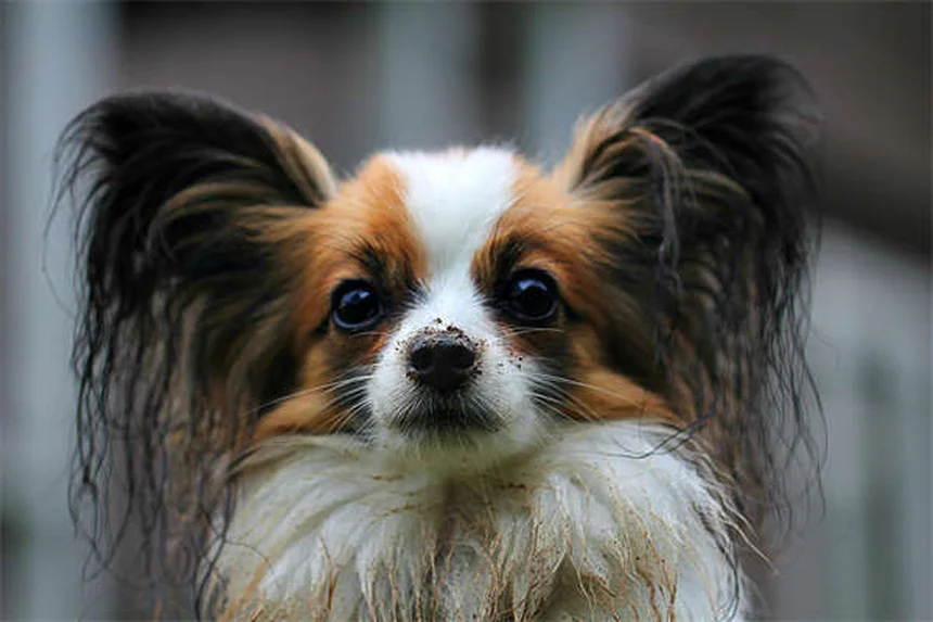 犬がお尻をこする原因とその対策