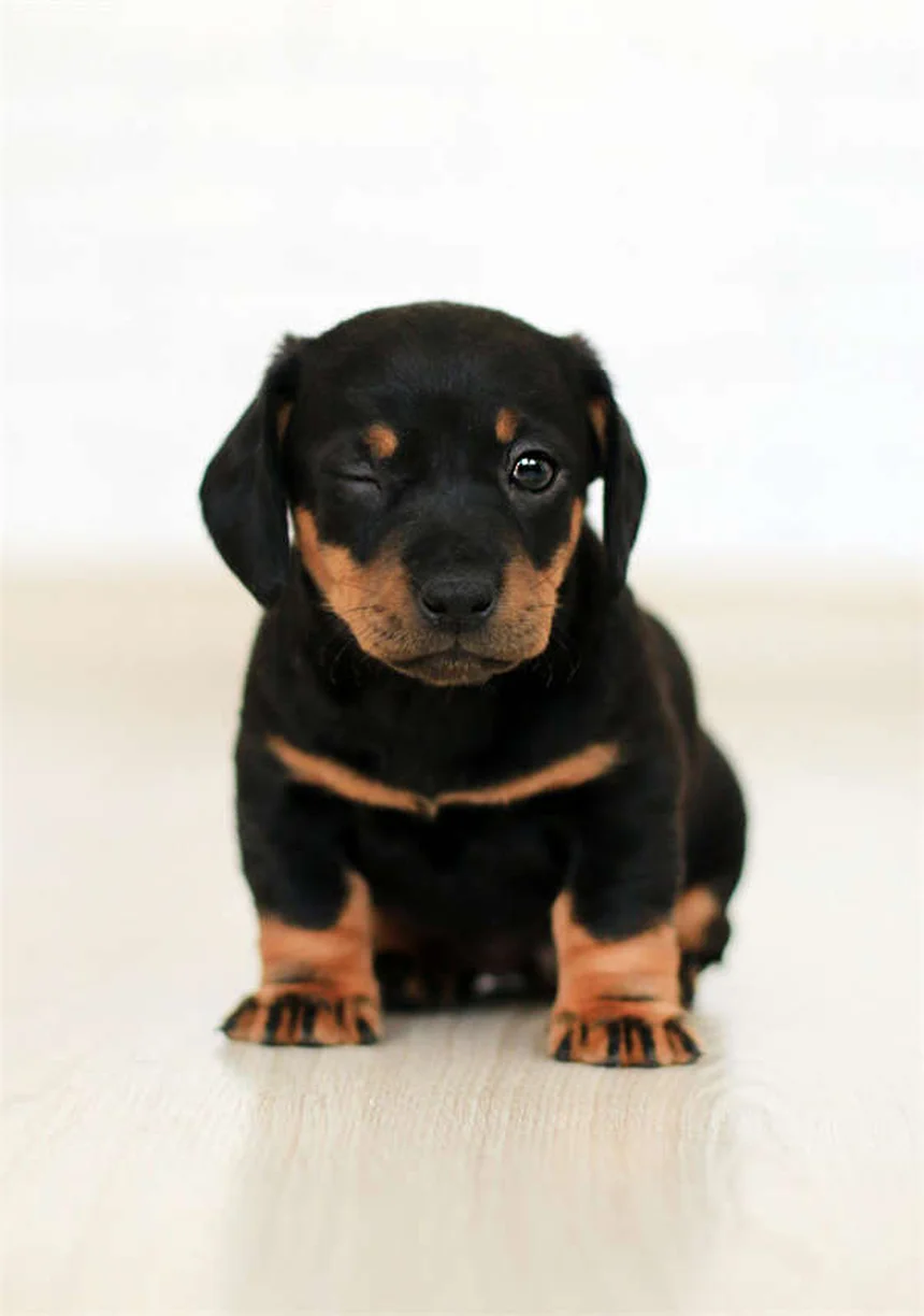 去勢すると犬の行動はどう変わる？実際のデータと変化を徹底解説