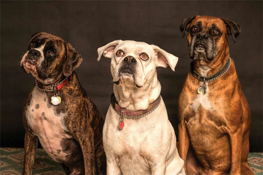 犬の親友がいる？知られざる意外な事実とそのメリット