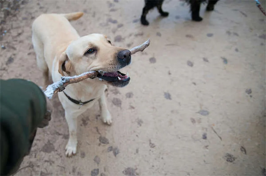 【獣医師解説】テオフィリンってどんなお薬？犬・猫の呼吸を楽にする効果と副作用