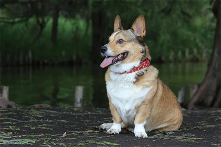 犬のブスピロン効果とは？正しい使い方と注意点を解説