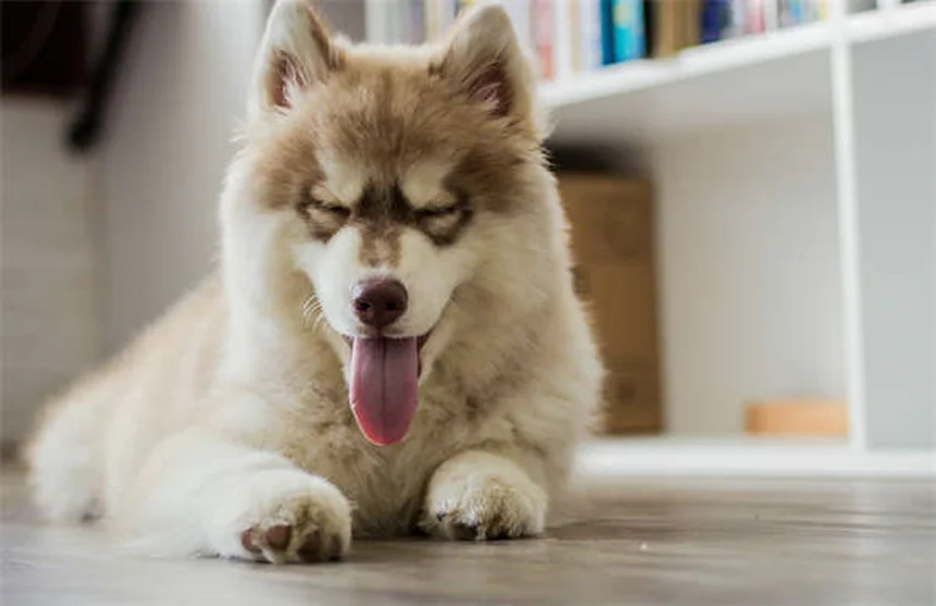 犬のブスピロン効果とは？正しい使い方と注意点を解説
