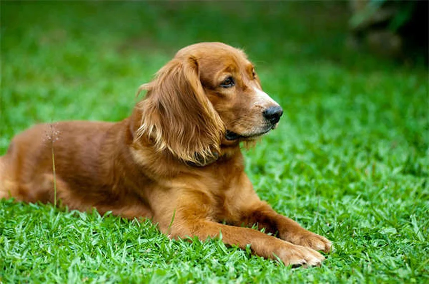 愛犬のボディコンディションスコア（BCS）を毎月チェック！簡単診断と正しい見方のコツ