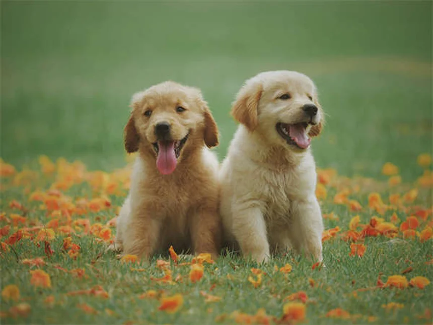 愛犬のボディコンディションスコア（BCS）を毎月チェック！簡単診断と正しい見方のコツ