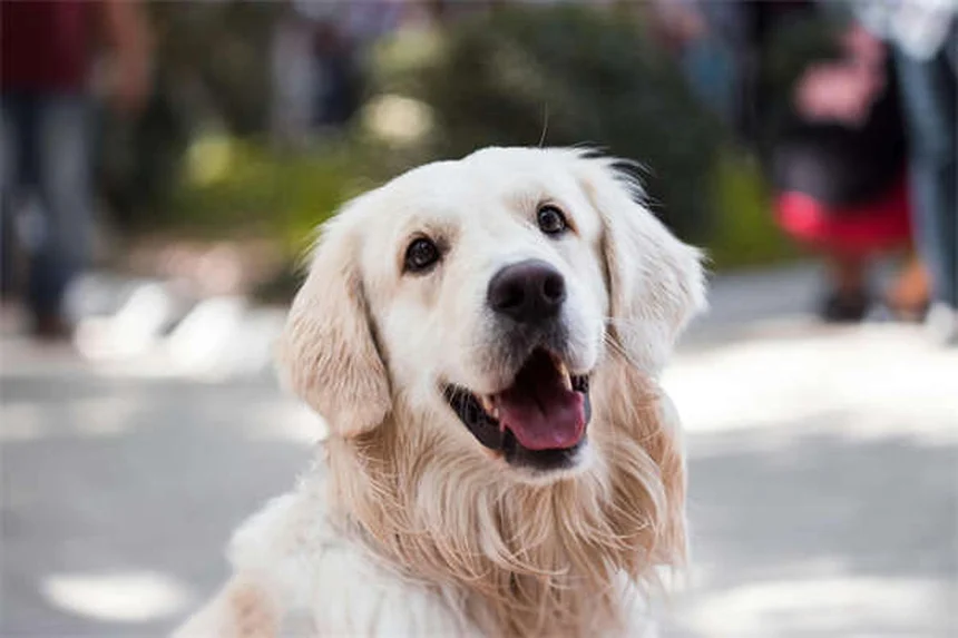 フェレットの増殖性腸疾患（PBD）症状と治療法を実体験から解説