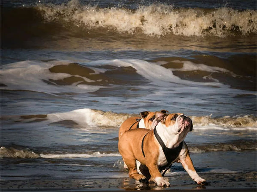 愛犬の退屈サインと解消法、獣医が教える5つのステップ