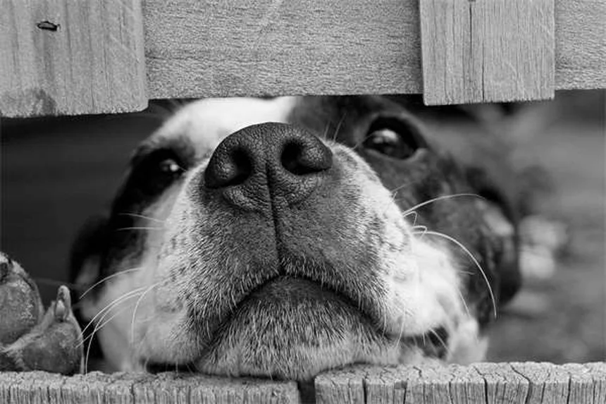 愛犬の退屈サインと解消法、獣医が教える5つのステップ