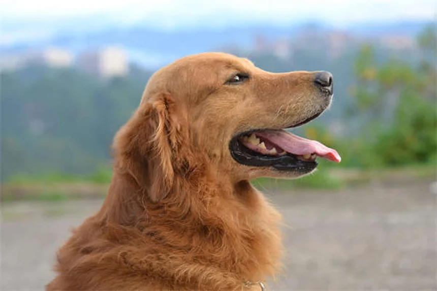 犬の軽い不調に効く！獣医師が教える8つの家庭療法と絶対NGな症状13選