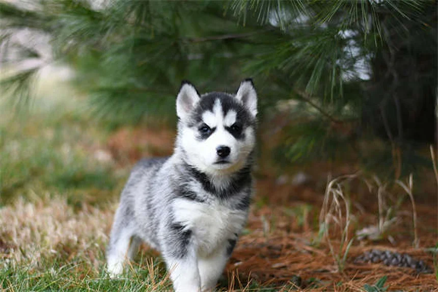 犬のロッキー山紅斑熱の症状5選 見逃しやすいサインと治療法を獣医師が解説