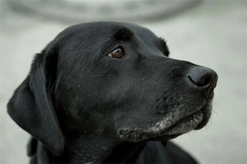 フォン・ヴィレブランド病を徹底解説！犬の遺伝性出血疾患の症状・検査・治療法まとめ