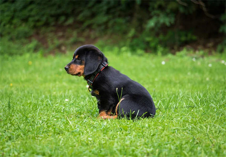 子犬のノミ対策完全ガイド：初心者でもできる駆除方法