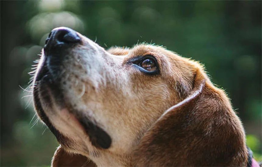 犬が飼い主の上に寝る7つの理由と正しい対応、よくある誤解を解説