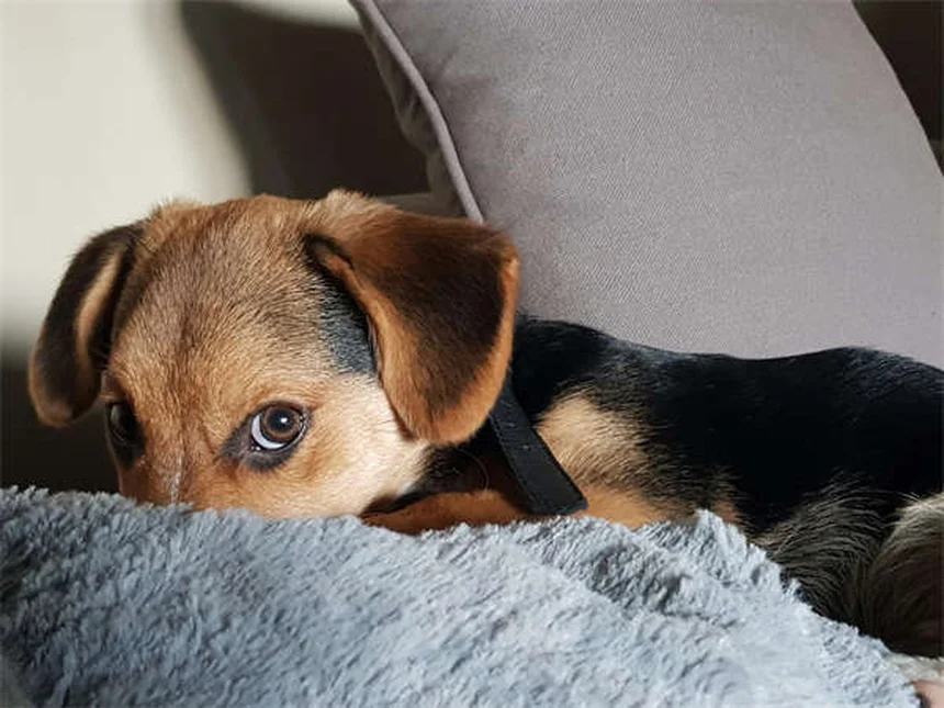 犬が飼い主の上に寝る7つの理由と正しい対応、よくある誤解を解説