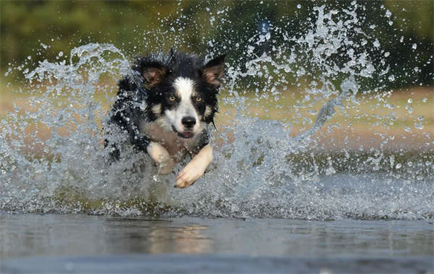 犬用アクティビティトラッカーで愛犬ダイエット成功！選び方と活用法