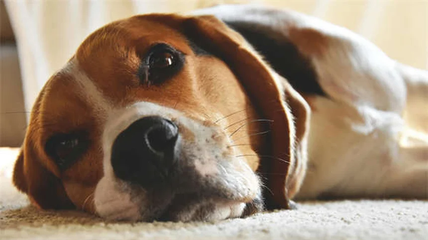 犬用アクティビティトラッカーで愛犬ダイエット成功！選び方と活用法