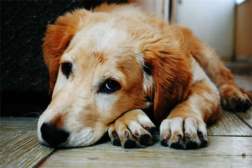 犬のしつけ基本コマンド4選、確実に覚えさせる方法