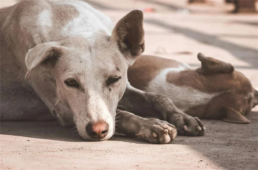 犬のパルクール、初心者でも安全に楽しめる始め方