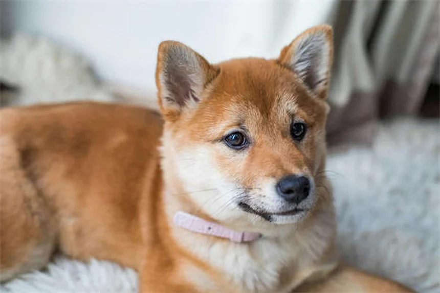 犬の傷ケア完全ガイド｜家庭でできる処置と必要なグッズ