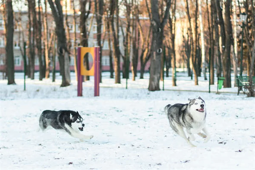 犬の傷ケア完全ガイド｜家庭でできる処置と必要なグッズ
