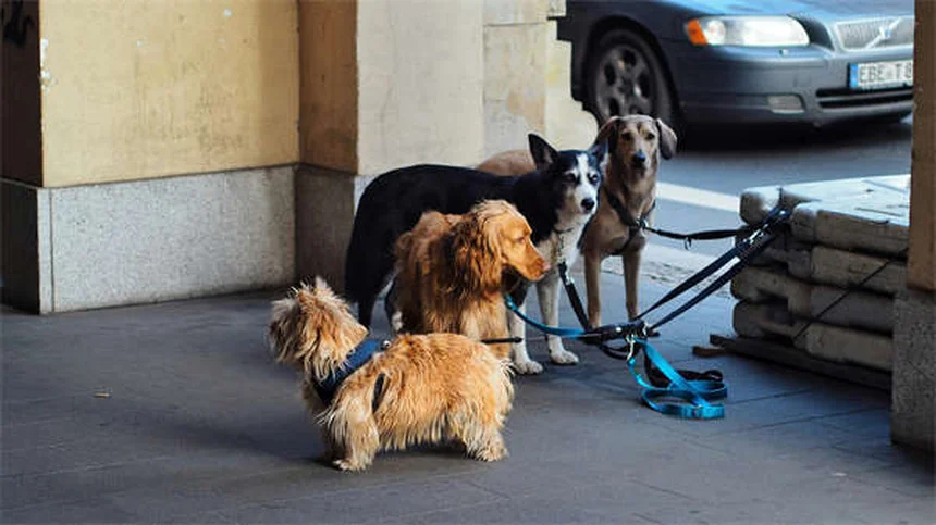 犬の嫉妬のサインと対処法｜知っておくべき5つのポイント
