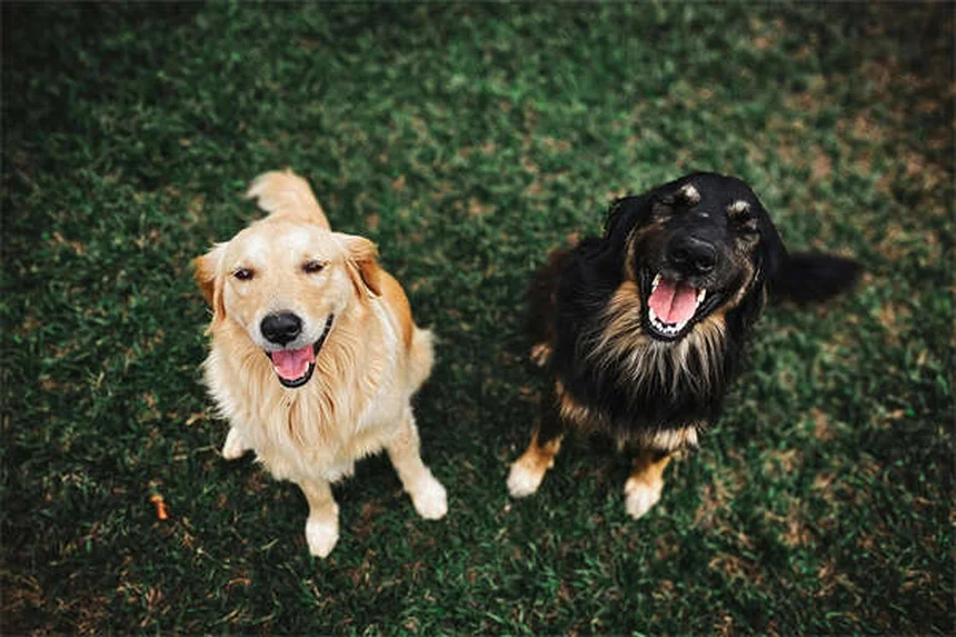 犬の嫉妬のサインと対処法｜知っておくべき5つのポイント