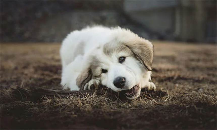 犬の嫉妬のサインと対処法｜知っておくべき5つのポイント